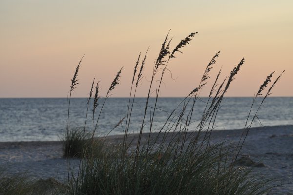 Травяное море