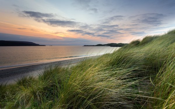 Трава у моря