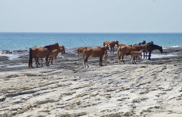 Побережье Каспия Казахстан