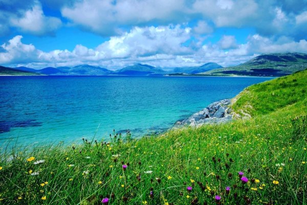 Море зелень