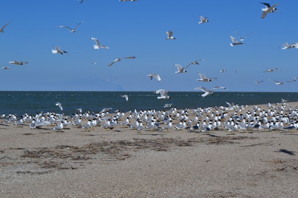 Каспий Астрахань море