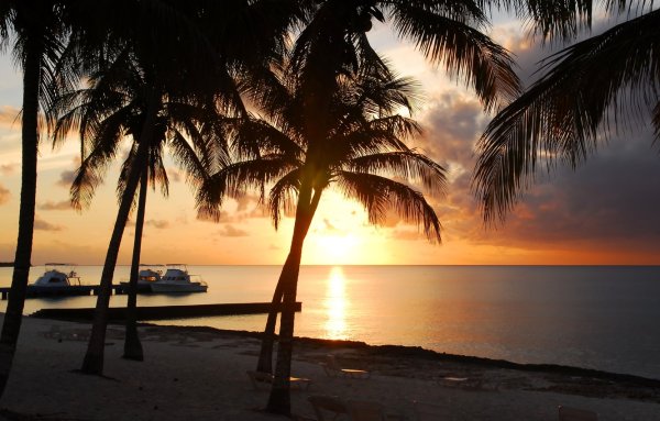 Море пальмы