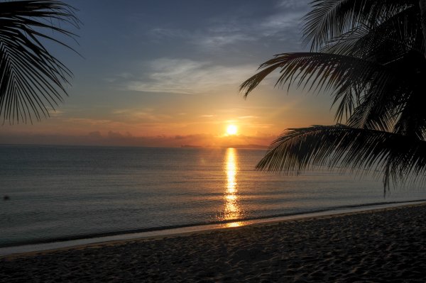 Пальмы на закате