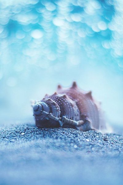 Макросъемка природа море