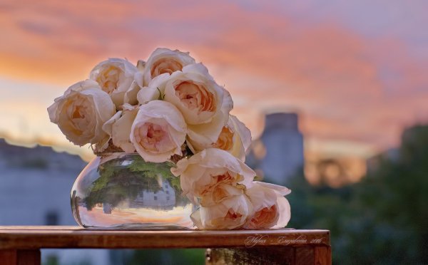 Красивые цветы на фоне моря