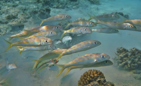 Барабулька Черноморская в море