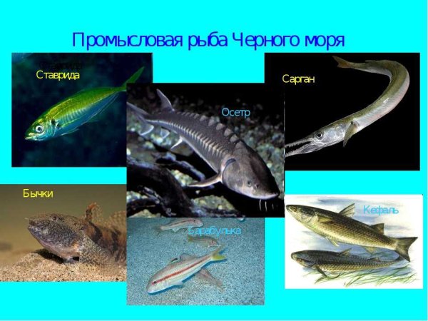 Промысловые рыбы черного моря