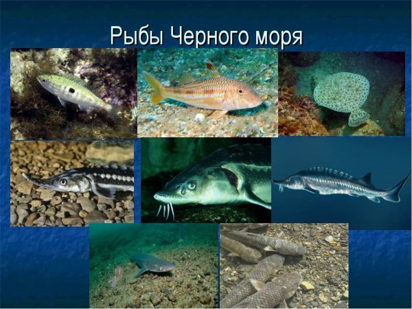 Рыбы черного моря