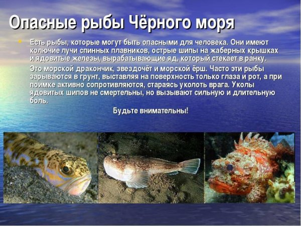 Рыбы в чёрном море виды список