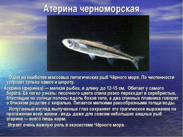 Рыбы черного моря