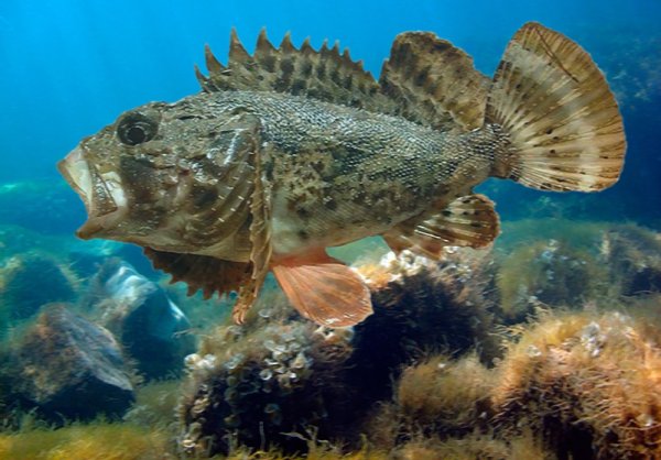 Морской Ерш скорпена