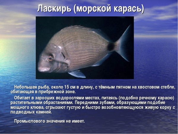 Рыбы чёрного моря названия