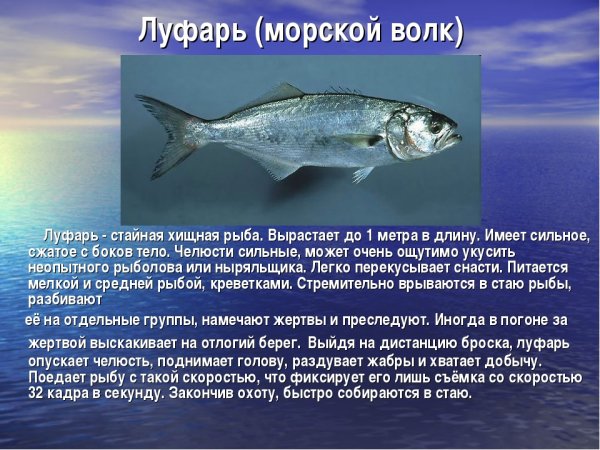 Рыбы обитающие в черном море