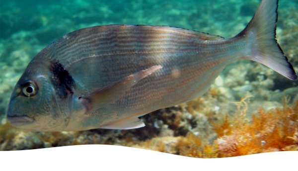 Черноморская дорадо рыба