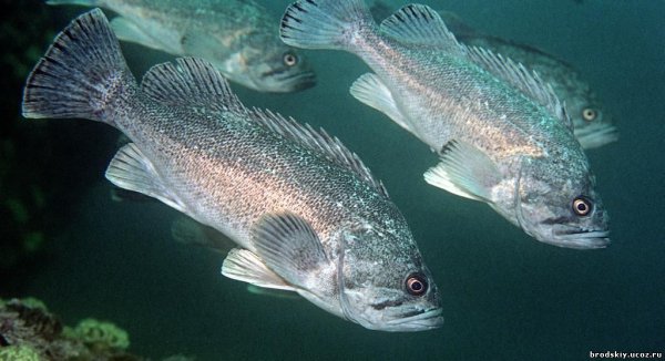 Рыбы японского моря