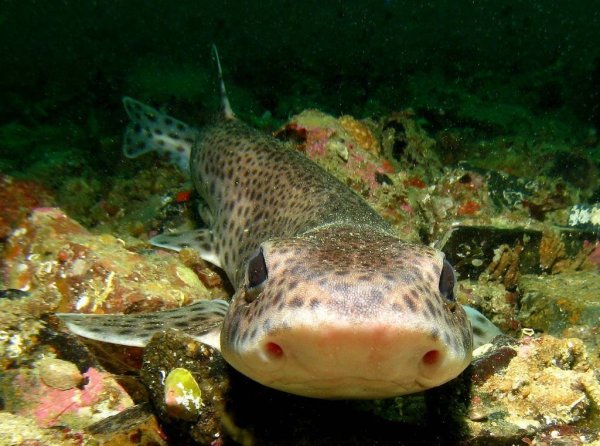 Катран Крым рыба