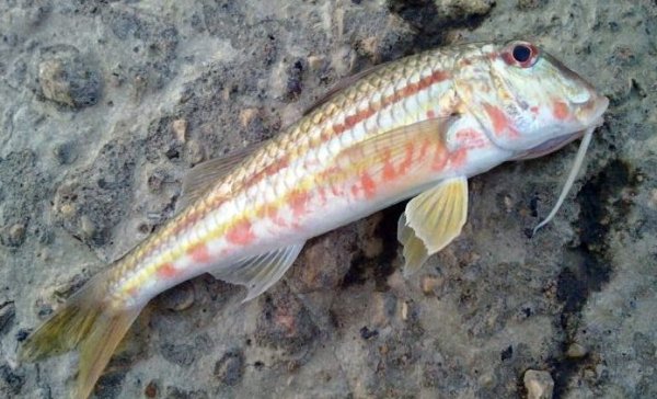 Барабулька Средиземноморская