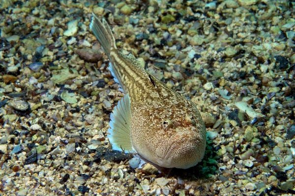 Звездочет рыба черное море