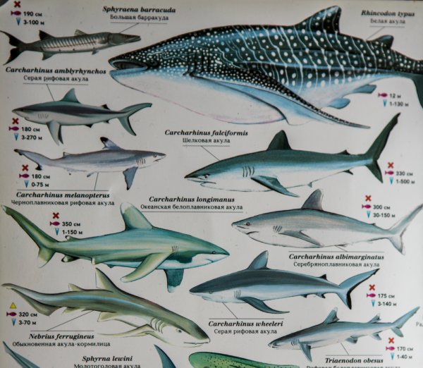 Какие рыбы валятся в чёрном море