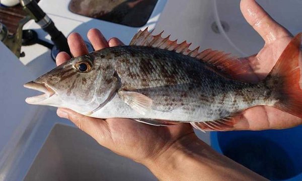 Рыба морской окунь Черноморский