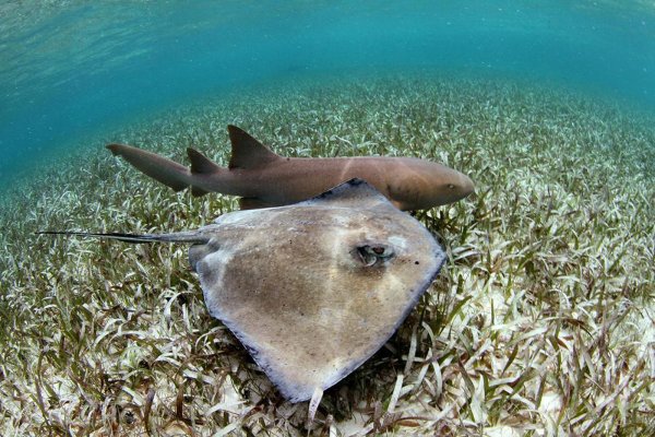 Акуловидный Скат