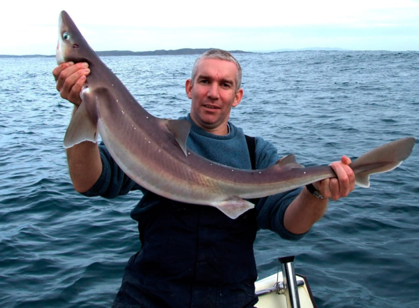 Черноморская акула Катран