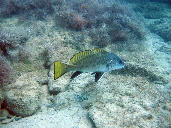 Горбыль рыба черное море