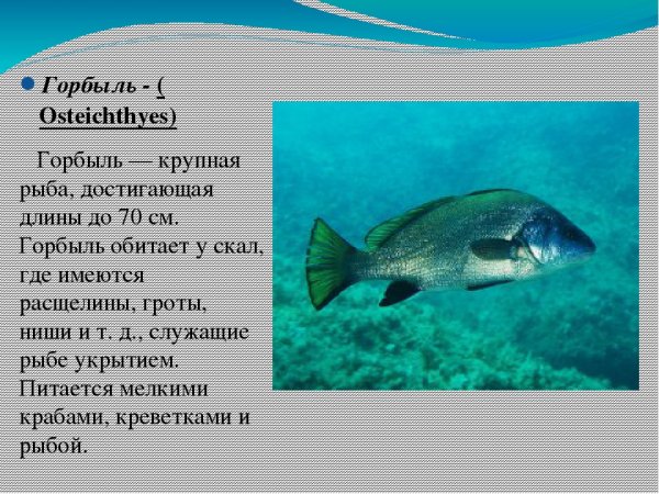 Какие виды рыб обитают в черном море