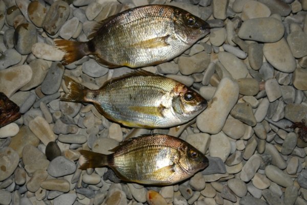 Ласкирь Донской