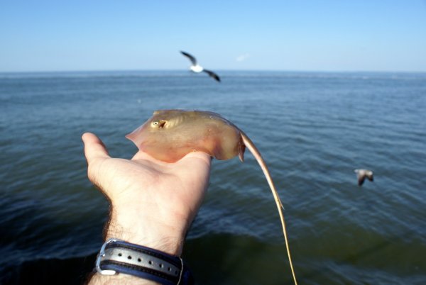 Морской кот Скат чёрное море