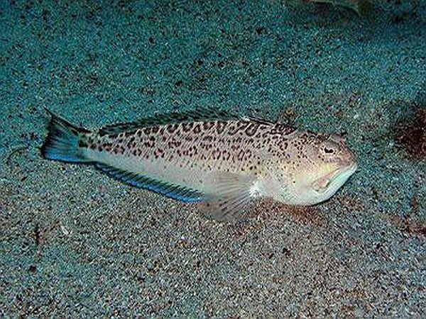 Рыба дракон в черном море Катран