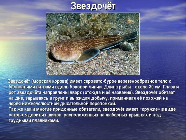Звездочет рыба черное море