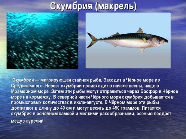 Рыбы обитающие в черном море