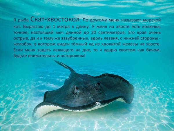 Скат хвостокол красное море для человека