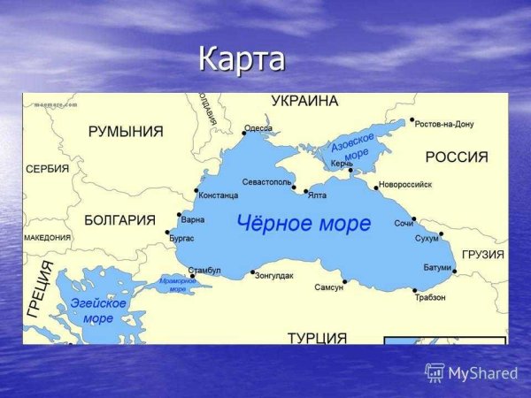 Морские обитатели субтропиков Черноморского побережья