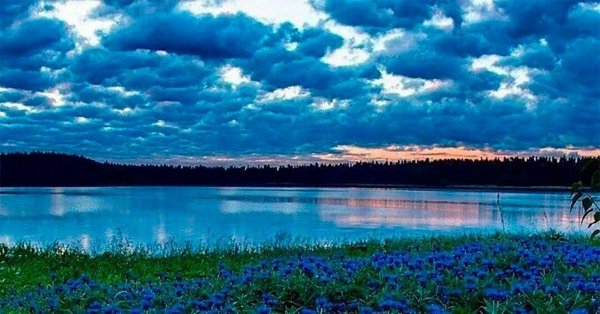 Васильки у реки