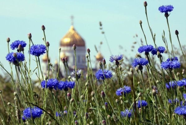 Васильки цветы в поле