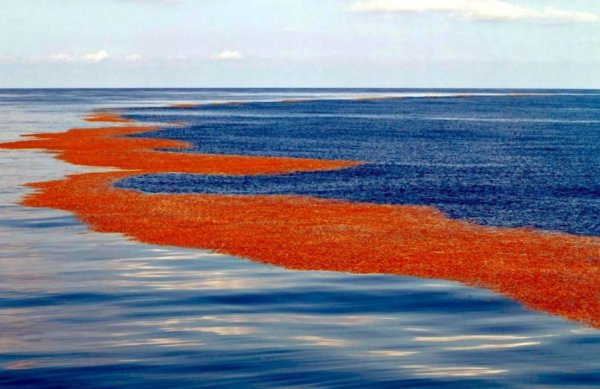 Саргассово море водоросли