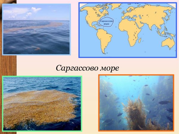 Саргассово море Северной Америки