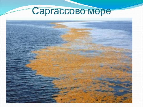 Безбрежное море Саргассово море