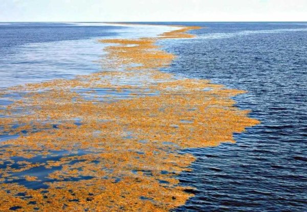 Саргассово море водоросли