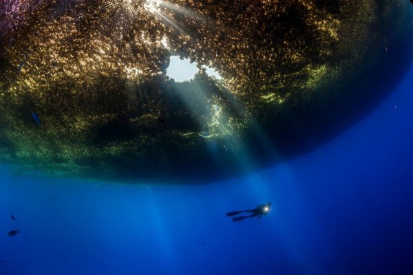 Саргассово море