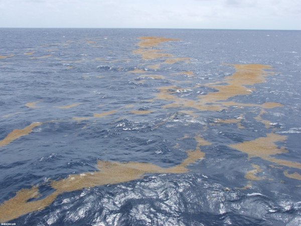 Саргассово море моря