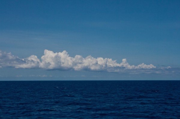 Зеленое Саргассово море