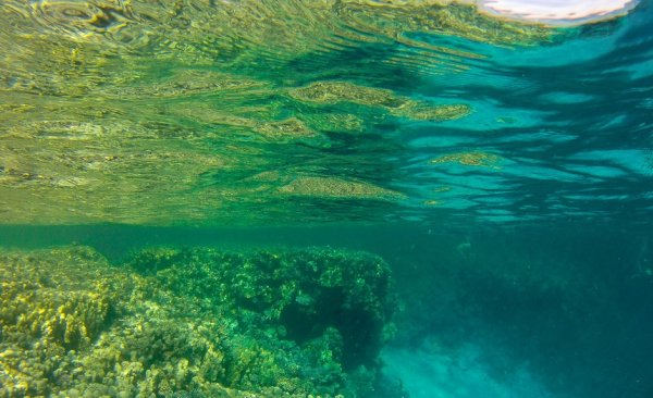 Подводный мир Саргассова моря