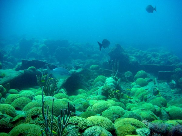 Саргассово море