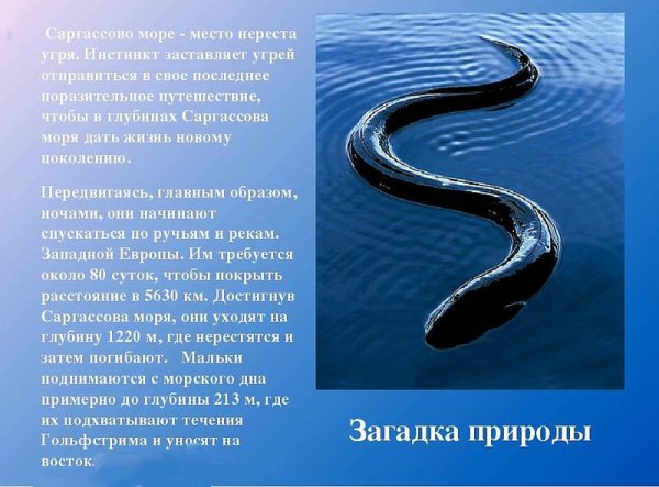 Обитатели Саргассового моря