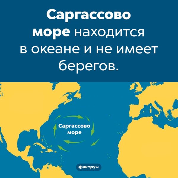 Саргассово море водоросли саргассум