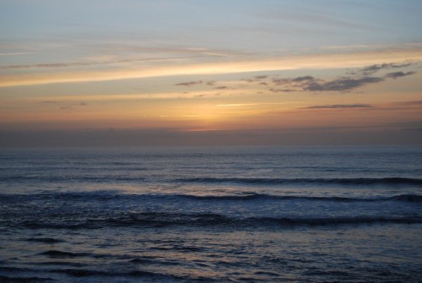 Саргассово море водоросли саргассум