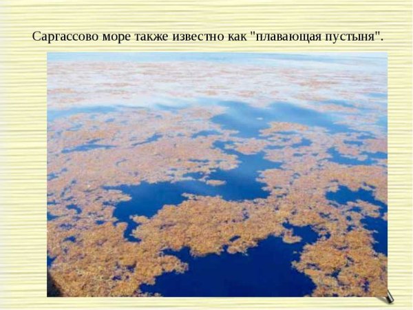 Саргассы водоросли